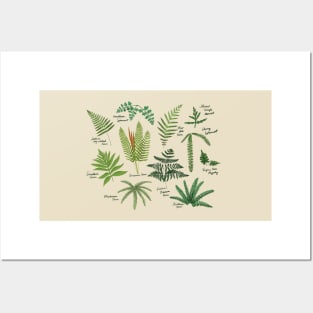 Fresh Adirondack Ferns (Light) Posters and Art